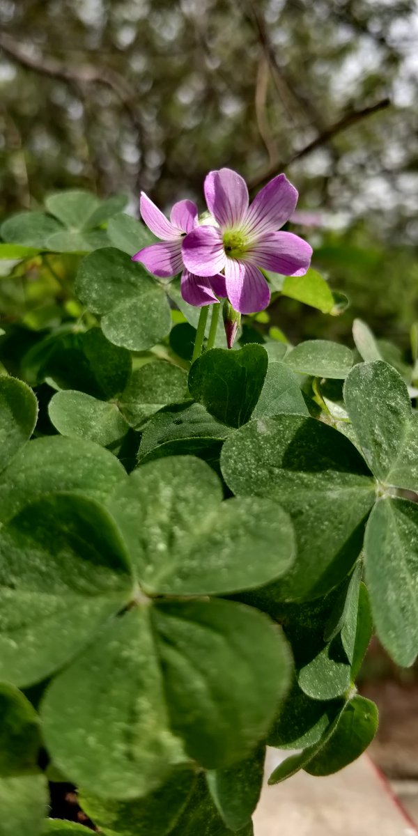 Clover or Oxellis
It's a weed anyway. But the flowers!
They can compete with any exotic plant!!
Now this is called happiness!

#CLOVER #terracegarden #happiness
#oxellis #breakbetweenwork #remotework #workingfromhome