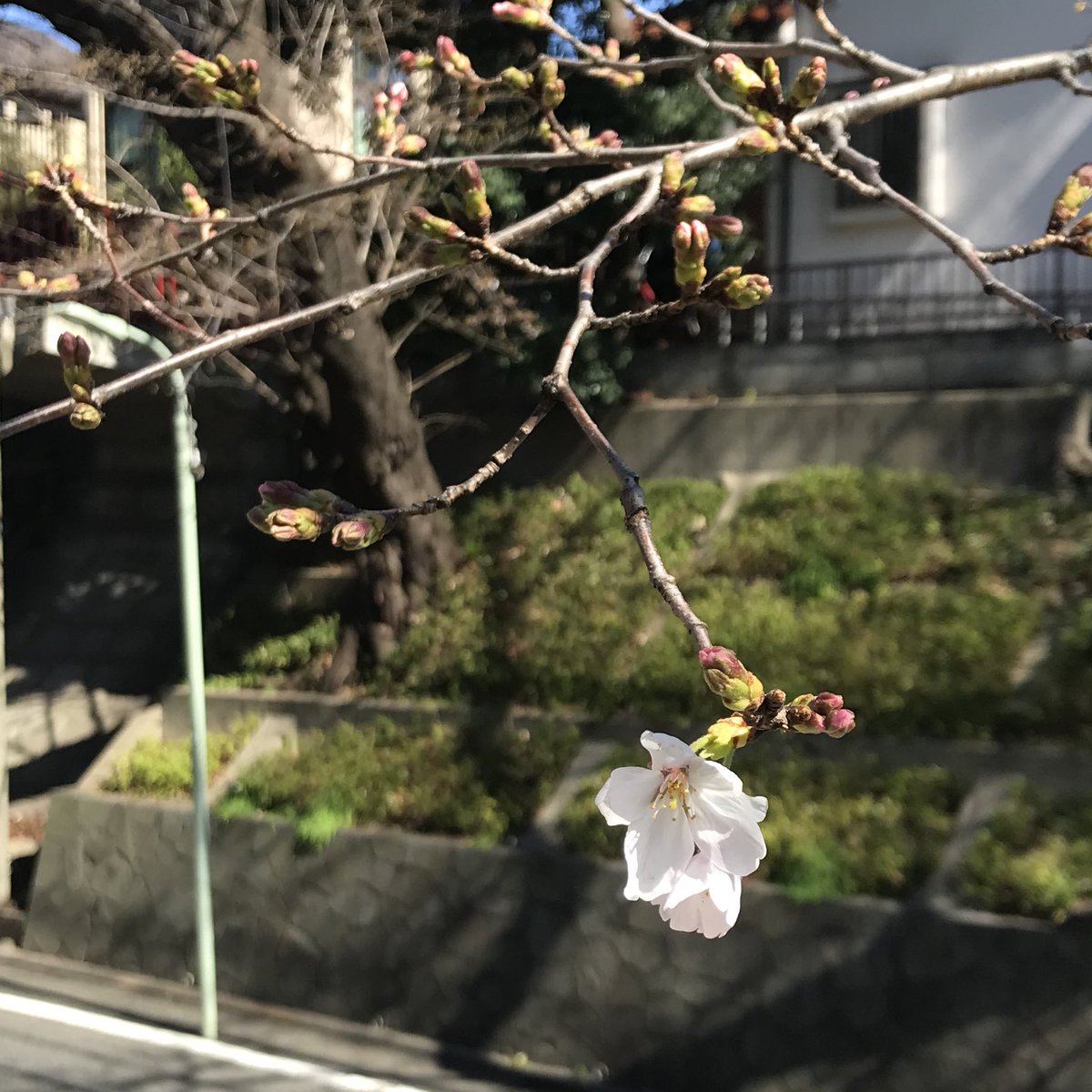 waxmaxy's tweet photo. 本日の桜坂 https://t.co/go0sJwOJaD