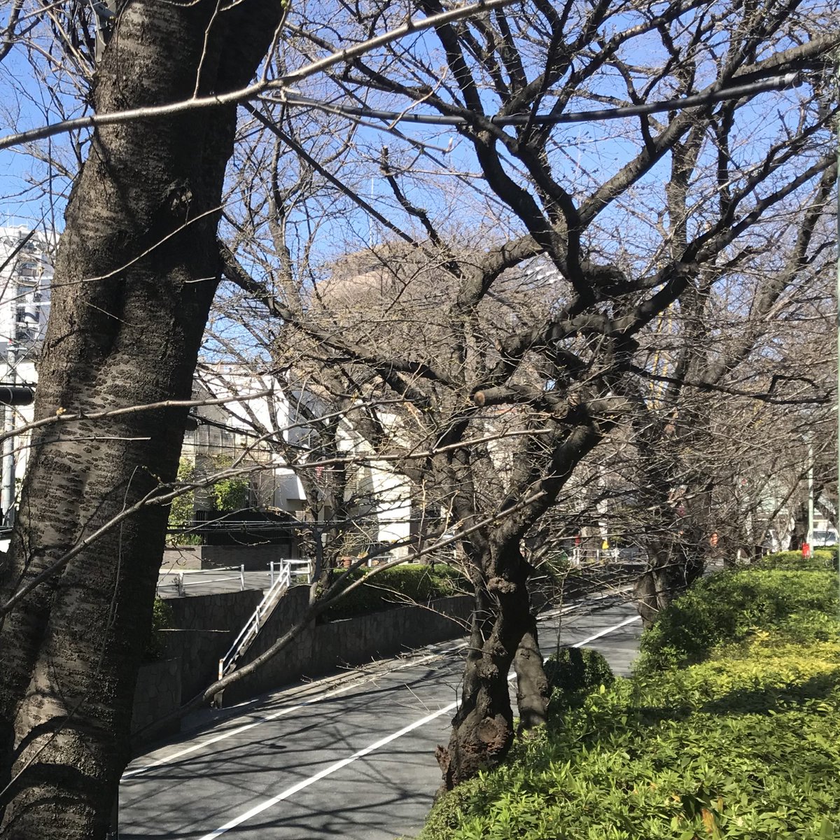 waxmaxy's tweet photo. 本日の桜坂 https://t.co/go0sJwOJaD