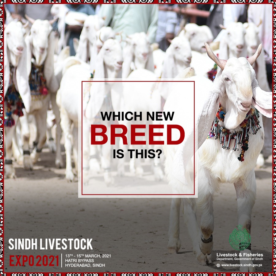 Sindhlivestock's tweet photo. Can you identify this breed of goat? Milky white and so beautiful!
#Sindhlivestockexpo #SindhLivestockExpo2021 #SLE2021 #FoodSecurityAwareness #LivestockMarketplace #LivestockPotential #BreedImprovement #DairyFarming #Poultry #Fishery #PrivateFarmers #NarrativeChange #GovtSindh https://t.co/Ssk5xb49cO
