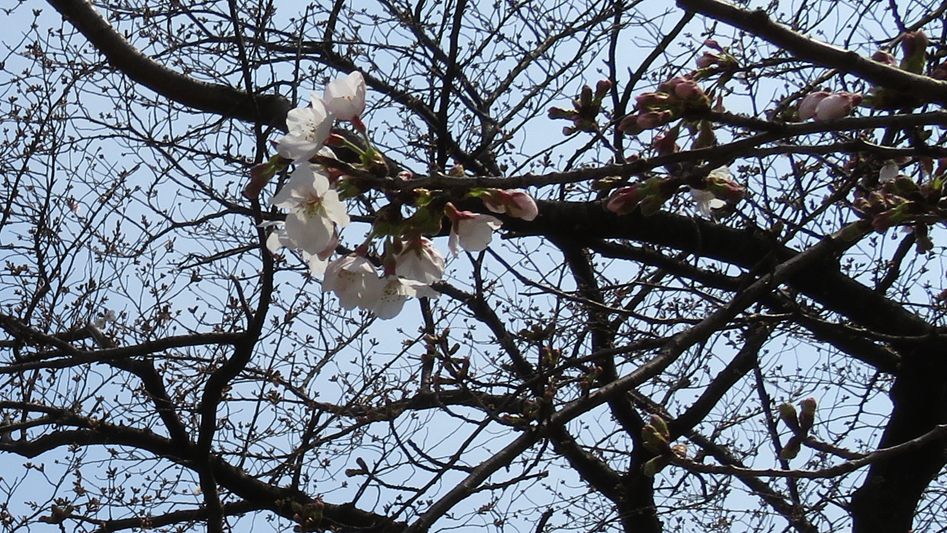 桧原桜 Twitter Search Twitter