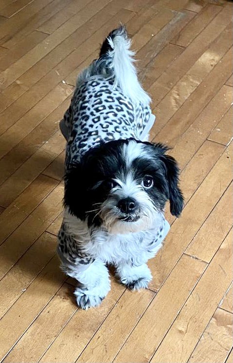 NYC MISSING DOG ALERT: Rocky, a Shih Tzu, is missing in Jackson Heights, near Roosevelt Avenue and 95th and Warren Streets. If you’ve seen or found him please go here: lostmydoggie.com/details.cfm?pe… and PLEASE RT ROCKY!