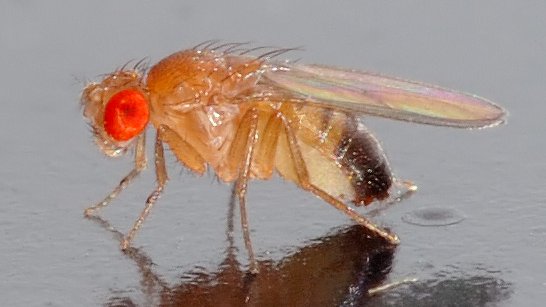 Mon_Bio_Imaging's tweet photo. New research from MBI Linked Lab @conscious_tlab. Tests in fruit flies show that “informational structures” of the brain could be used to measure levels of consciousness. https://t.co/wzmdDRlZ9J #BrainDialogue @NaoTsuchiya @MonashUni @turnerinstitute @Monash_FMNHS @Monash_MTRP https://t.co/a80ccheWHR