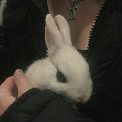 BombusIsabella's tweet photo. ꒰   ⌜Rol abierto..? Cualquiera puede reaccionar! ⌝ 
꒲#TwitterEvilSchool ൃ 

''¿Como? ¿que no esta permitido llevar mascotas en el colegio? JAJAJA, chicos, para eso están las reglas, ¡¡para romperlas!!'' https://t.co/4N4XV7mTt0