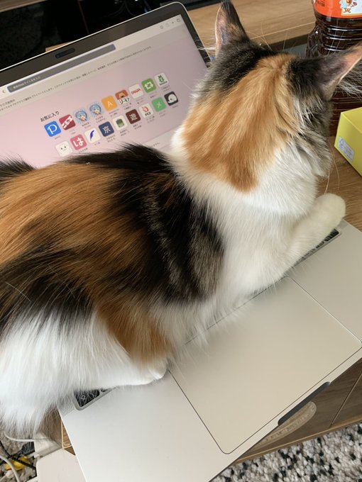 仕事させない猫 