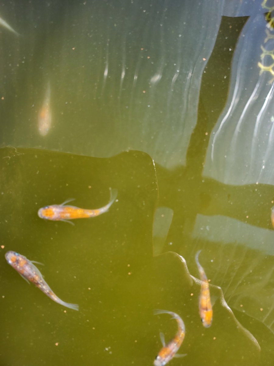 メダカの幼稚園 朝のメダカさんの餌やり 外のメダカの三色ラメ 餌やりしてたら てんとう虫が 浮いてて うわっ ってなりましたw もー虫嫌い メダカの学校 メダカの餌やり メダカ好き メダカ飼育 メダカ好きさんとお友達になりたい