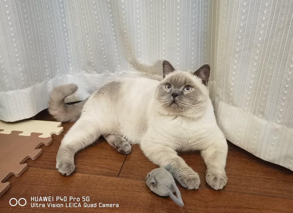 HUAWEI_Japan_PR's tweet image. 今週もがんばりましょう=^_^=
#猫 #HUAWEI #P40Pro
#きょうのにゃんこ

ウルトラビジョンLeica AIクアッドカメラ📷で愛しのペットを撮りたい方は、HUAWEI P40 Pro 5Gを✅
consumer.huawei.com/jp/phones/p40-…