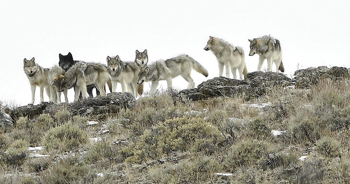 Coach_M_Green's tweet photo. Only a couple of days before I get to send the pack loose!! 🔴⚪️🔵🐺🐺 #GreatOak #LetsEat #ClosedMouthsDontGetFed https://t.co/u8NHH9wGqt