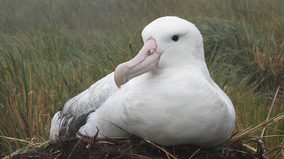 南半球アホウドリ物語 Albatross Story Twitter