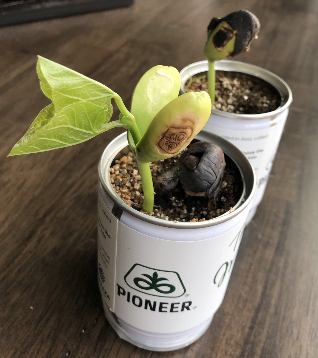 SharylPS's tweet photo. @PioneerSeeds @corteva Cool to watch some old “Magic Beans” from our promo store come to life! #becausescience https://t.co/eZVBLI4SvM