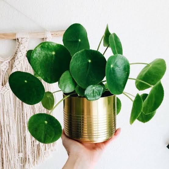 stearanda_'s tweet photo. Todos de acordo que a planta da Thais tem que sair pelo bem do entretenimento https://t.co/i02ZFcLmte