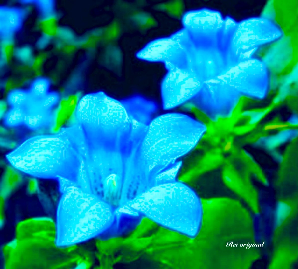 奇跡花言葉 Twitter Search Twitter