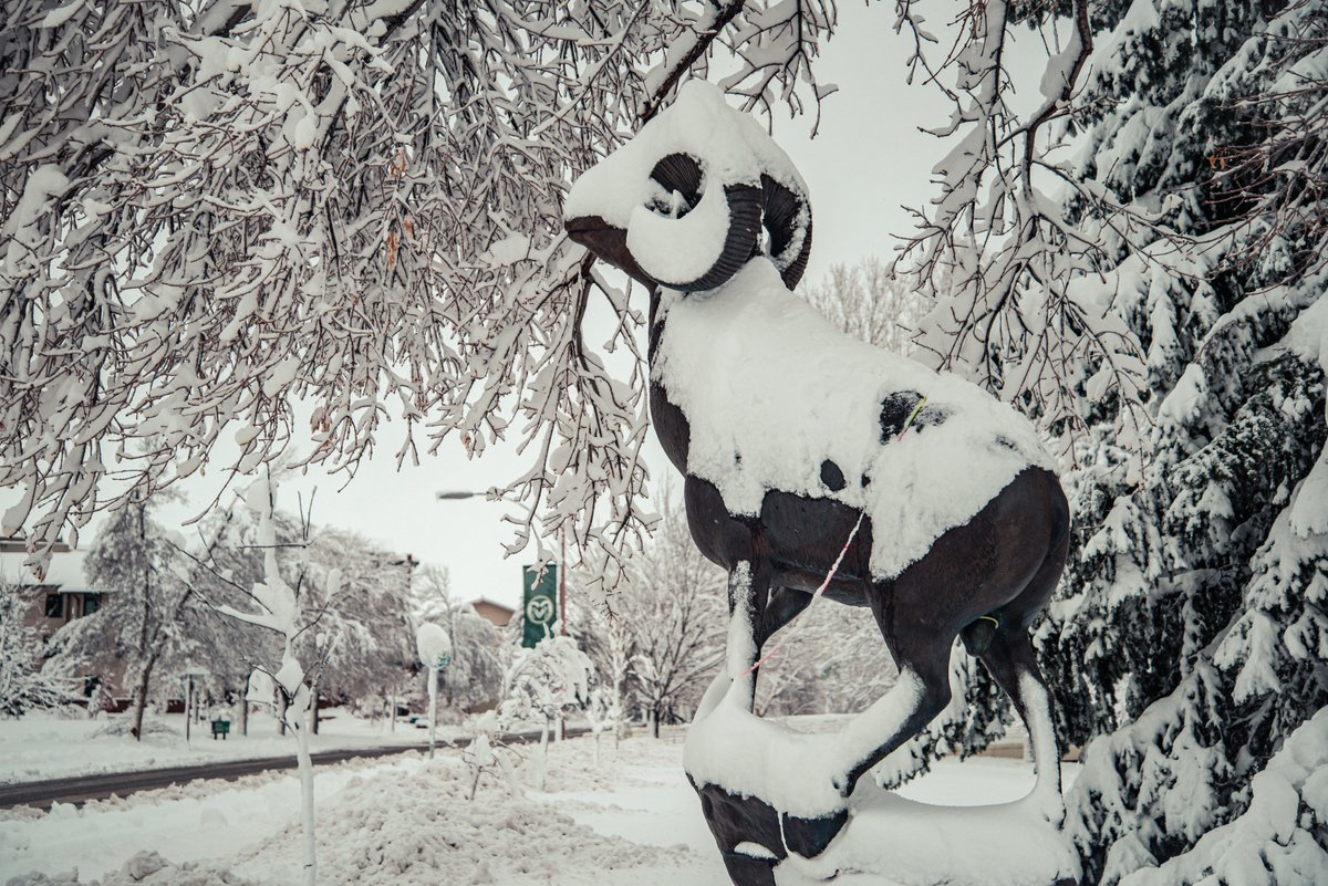 CSU Alert ❄️: CSU is closing and canceling all operations tomorrow, Monday, March 15. All in-person, hybrid and remote classes and operations (meetings, work functions) are closed/canceled. This closure includes all COVID screening and testing sites.