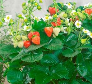 Pi Day, you say? Think of all the delicious pies you can make with your own strawberries. Plan ahead & order these & more in the SD46 plant & flower fundraiser. Profits support MN Dems in 2022. dfl46.org/spring-plant-f…