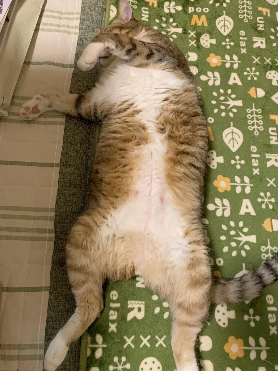 5cat_life's tweet photo. 腹出して寝る猫

#猫写真 #もふもふ #猫
#猫のいる暮らし 
#猫好きさんと繋がりたい
#猫のいる生活 https://t.co/E9vGm4vV59