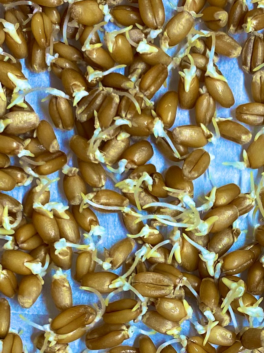 Here is some Diasatic Malt. Yep, it’s sprouted grain! (The fancy name makes you sound smart though) For more than a thousand years, bakers and brewers have known that adding some sprouted grain to the mix improves flavor and character. But why and how?