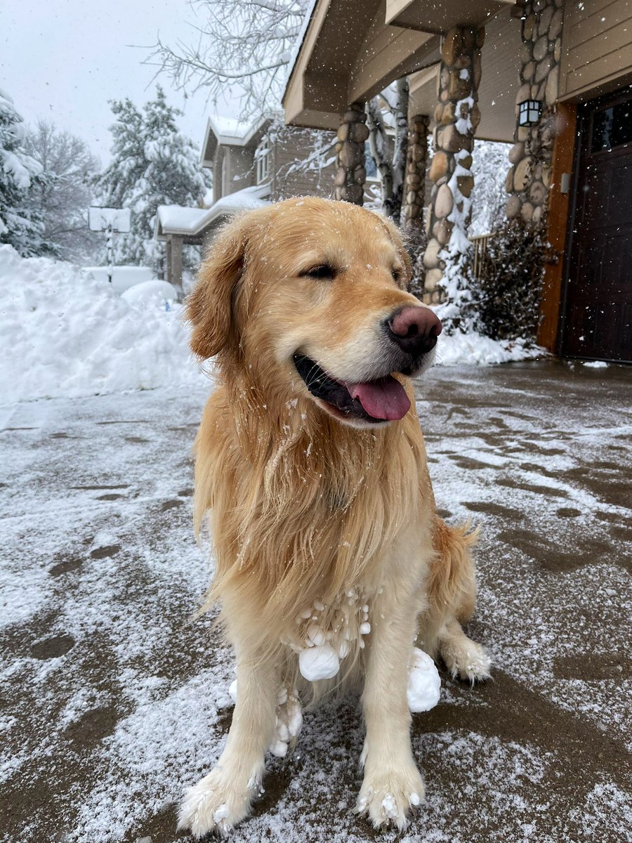 DuncsDogg's tweet photo. Big snow, even bigger snow balls ☃️ https://t.co/GXC51qUp5f