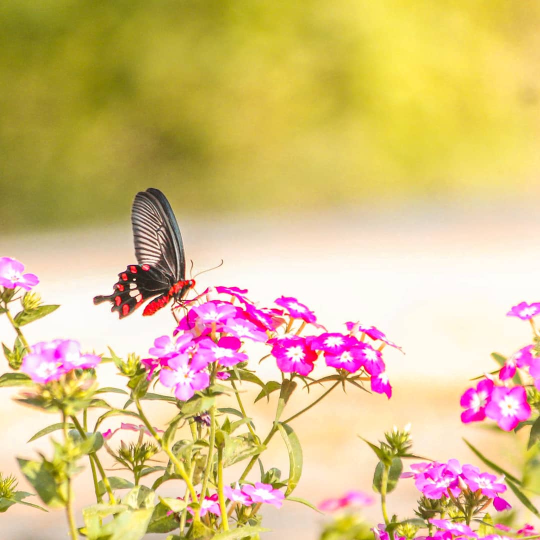 priyanshd2's tweet photo. Good morning twitter folks. Can anyone help me with the ID. I hope you all like it and as always have a good day. #nature #ButterflyFire #flower #colour #color #outdoors #insect #photography #naturephotograpahy #shotoncanon #viewbug https://t.co/9fduEiknil