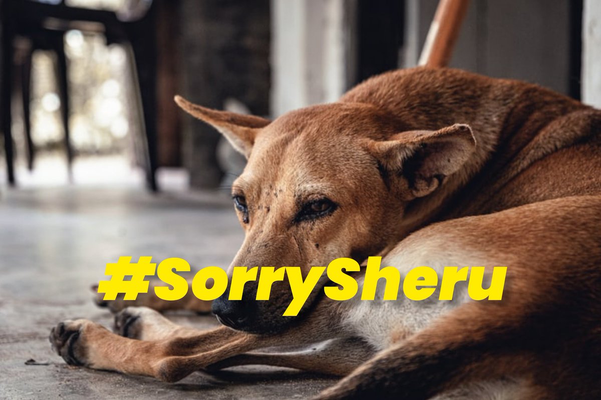 WriddhiMoitra's tweet photo. Ahmed Shahi abused more than 30 dogs in Andheri, some folks really wanna go this low, i hope this doesn't get repeated and people be more vigilant but there are these creeps and idiots who will take a try at this and they must recieve heavy punishment by the state. #SorrySheru https://t.co/IxQDNwVrQa