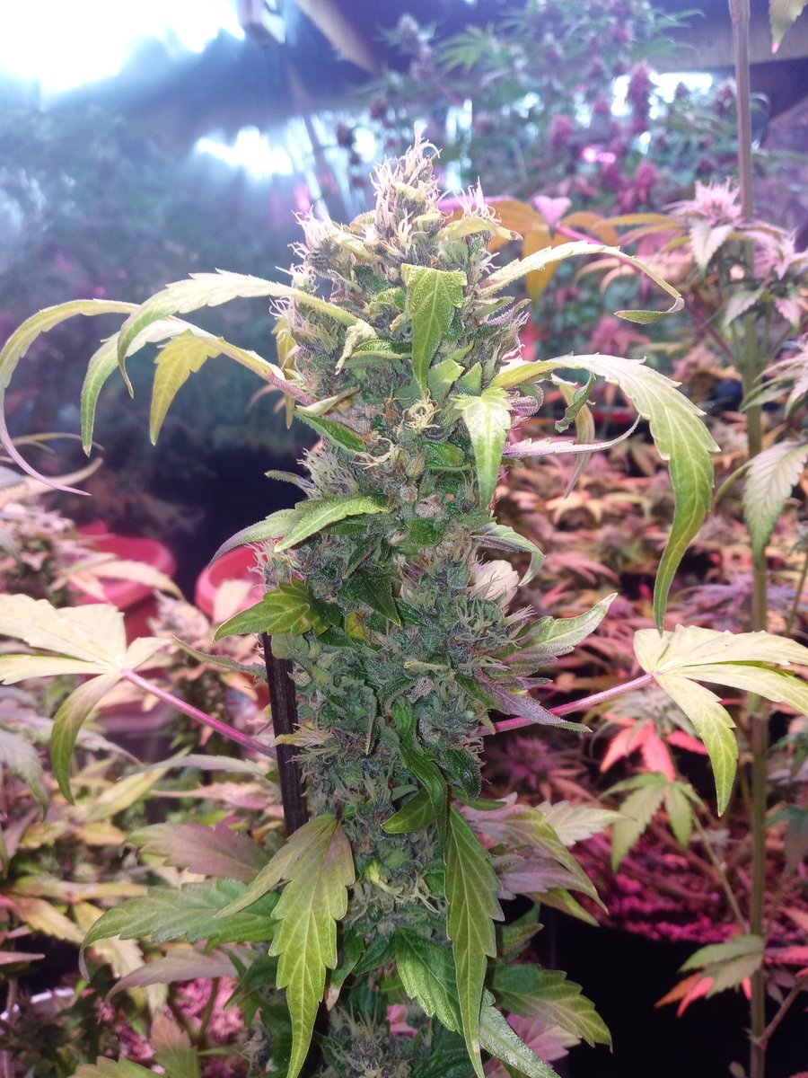 Next generation of Mi5x Mi5