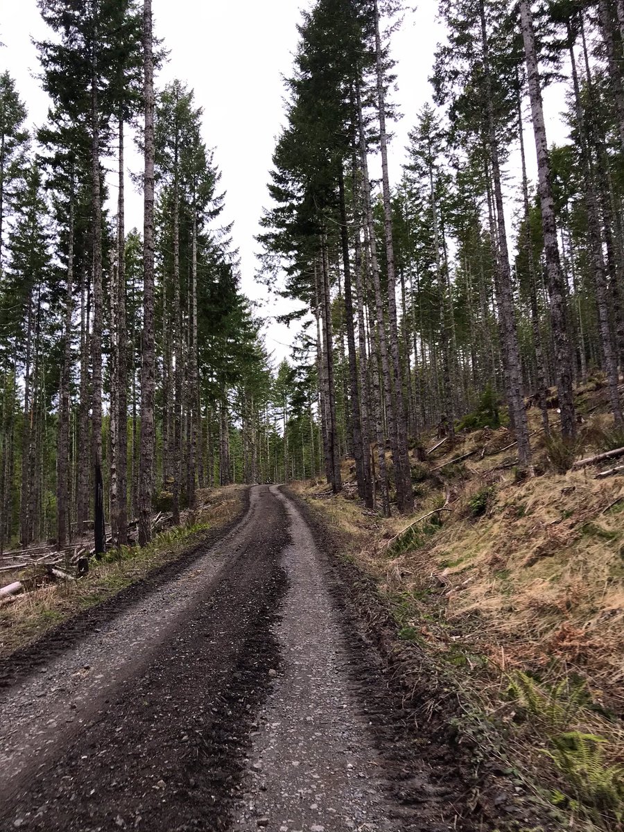 MichelleSpindl2's tweet photo. My 5th half marathon is in the books!! 🏃🏻‍♀️ 🌲 #TrailRunning #GetOutside https://t.co/W68yRNkq3T