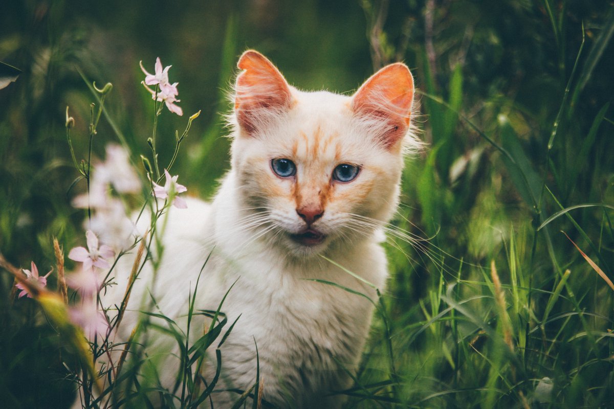 DavisDuke7's tweet photo. Oh, kitty, what are you looking at? https://t.co/YQfEIcb1GH