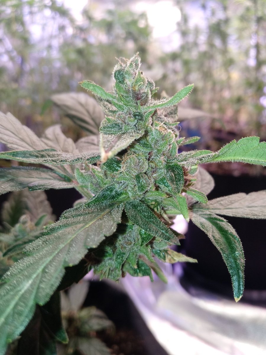 Next Generation Mi5x Mi5