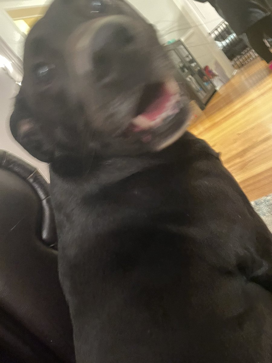 MLBHR_'s tweet photo. BIG ANNOUNCEMENT: With the new ownership in, we now have a new mascot! Give it up for Linus!!! https://t.co/5yNdBFw7bQ