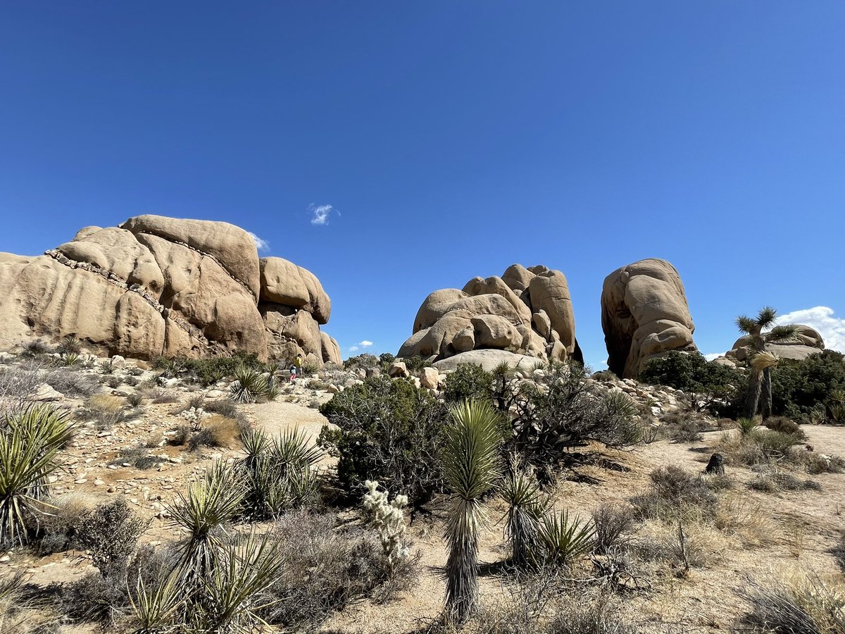 momserratblues's tweet photo. What do you see? Finding different faces on the rocks at @JoshuaTreeNPS #joshuatreepark #exploringnature #socalweekend https://t.co/T7W0bH8jPo