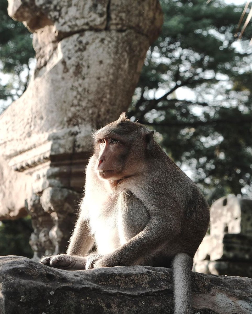 It’s easy to perceive Angkor Archaeological Park as a massive tourist attraction due to the high number of visitors each day. 😍✨ However, it’s also an active spiritual site for Buddhists.
.
📸 Photo by @natashaanateresa (IG)
🌏 siemreap.net/visit/angkor/p…