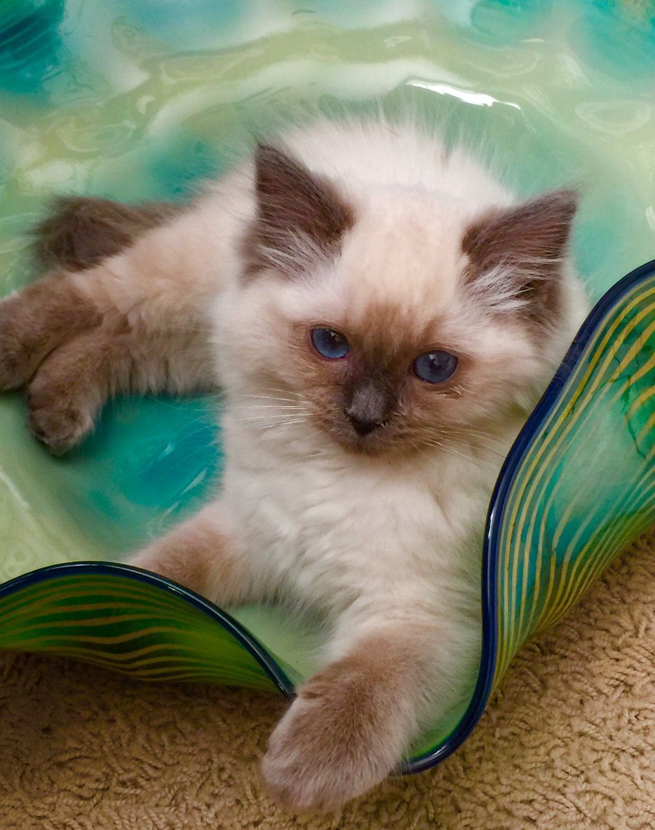 David Branch tweet media