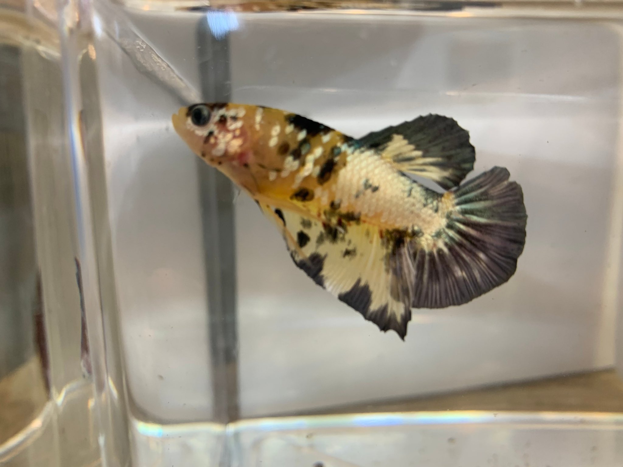 もえの メダカ 25nobuhiro みんな一斉に寿命来るのは全米が泣いた ベタ ちゃんって割と寿命短いですよね Twitter