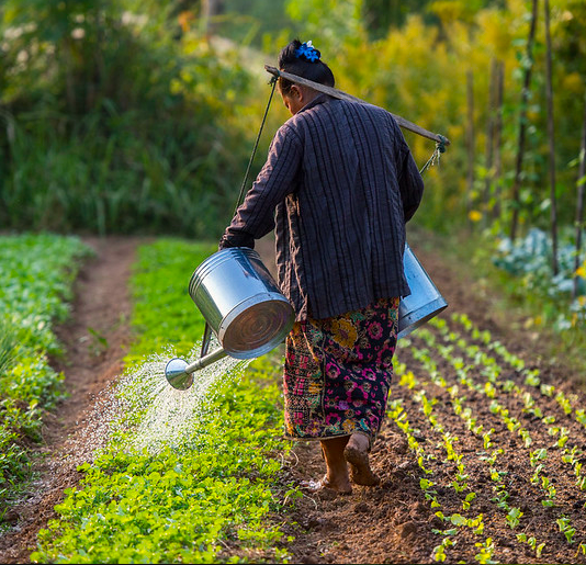 mongabay's tweet photo. 'Yield increases of 115% through agroecology = better income' ~ food systems expert @annalappe joins our podcast to dispel the myth that agroecology is a “low yield” practice &amp; to share what it looks like worldwide, listen here: https://t.co/o1CWUPb44s https://t.co/FOpiucQUvY