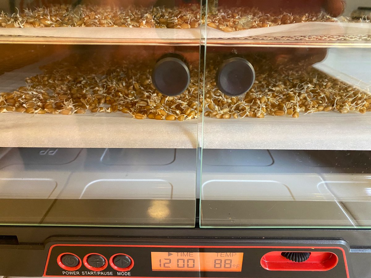 ...to get a lot of amylase without adding other flavors we don’t want. This turns out to be when the little root is about the length of the grain. We then carefully dry the sprouts at a low temp (88F so as not to denature the amylase) and mill it into powder.