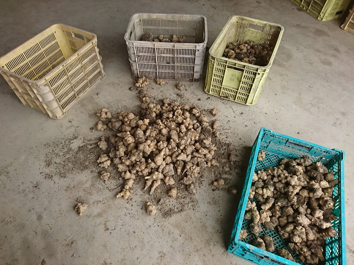 たいら農園 筍 菊芋農家 種芋用のキクイモを選別中 今年は約150kgの種芋を準備します 種芋としては 凸りの少ないスマートな30 50g程度が最適です 今なら種芋用の菊芋は小分け販売できますよ たいら農園 筍 菊芋農家 種芋用のキクイモを選別中 今年は約150kgの種芋を準備します 種芋としては 凸りの少ないスマートな30 50g程度が最適です 今なら種芋用の菊芋は小分け販売できますよ