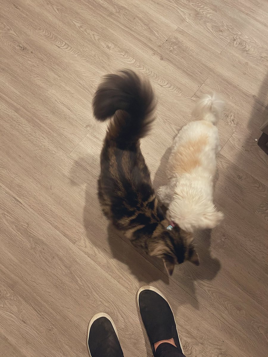 CoachJWilkins's tweet photo. My dog Willow was lonely in the new house. So I rescued this cat today that desperately needed a home. They immediately became friends!

Meet Bali-Cat! 

#CatsOfTwitter #rescuecat https://t.co/uDkyhPOOGN