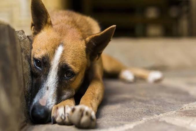 Pradeep54242413's tweet photo. Pissfull didn't even spare dogs😣
#SorrySheru #SorryDogs https://t.co/pQxa6392Ul