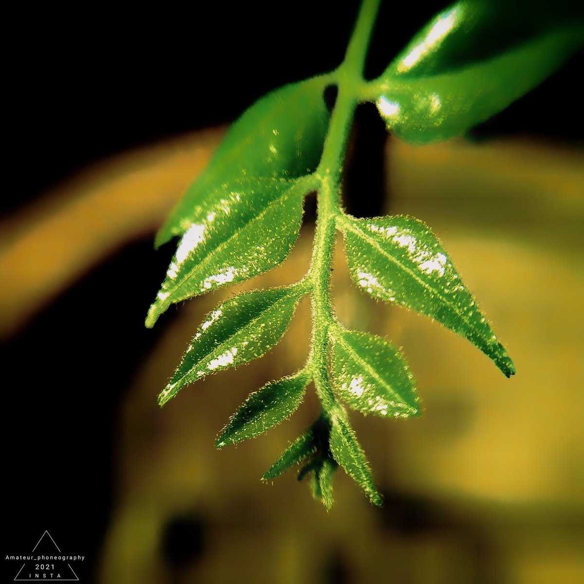 Curry leaves (kadi patta) 🌿🍃 #be_amateur #beautiful #leaves🍃 #newleaves #greenliving #plantlover #plantsplantsplants #plantsathome #plantsagram #goodmorning #instalikes #instagood #newpost #xiaomi #xiaomiindia #ig #igersoftheday #support #likelikelike