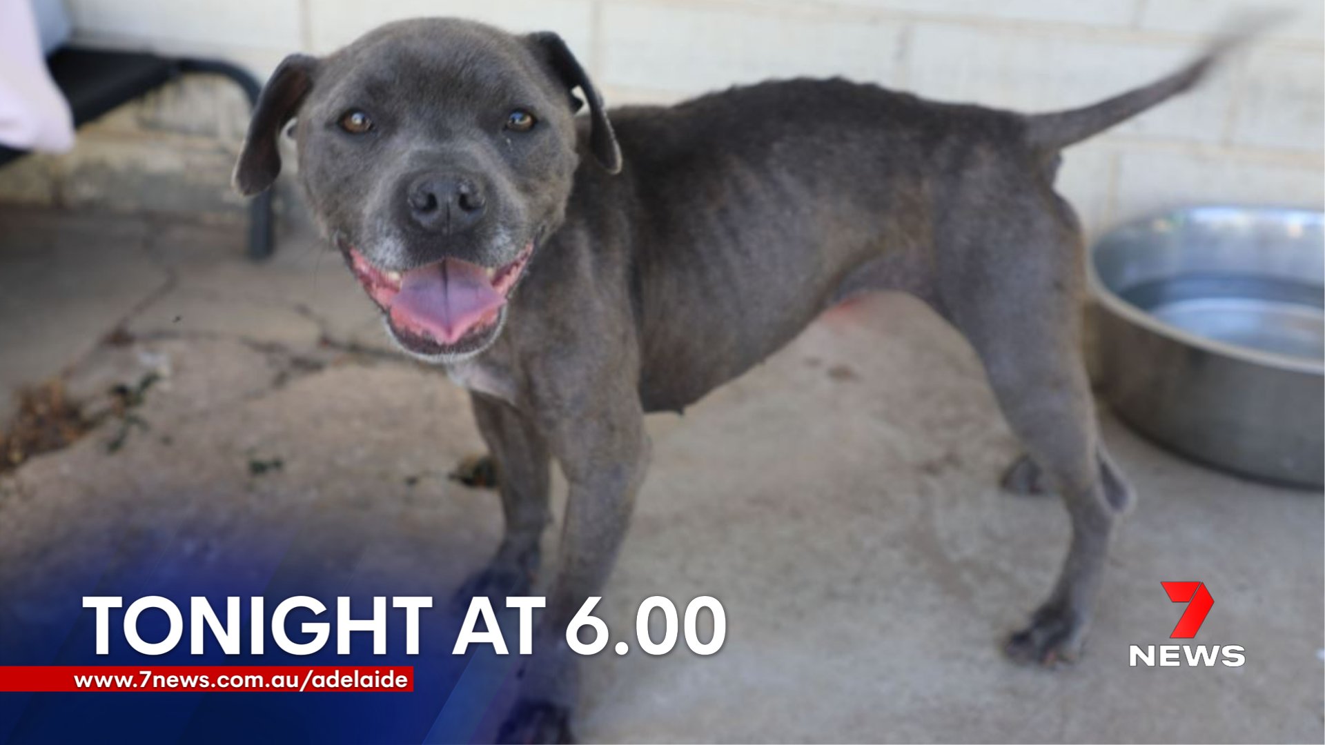 How Much Does It Cost To Surrender A Dog To The Rspca