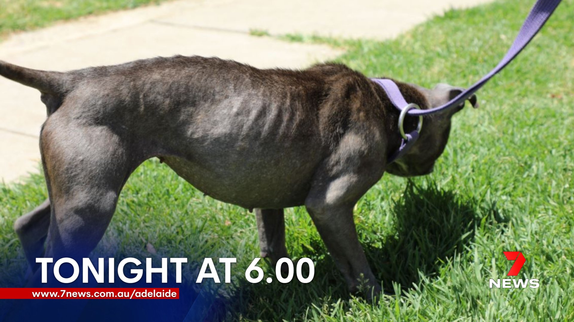 7NEWS Adelaide on Twitter: 7NEWS Adelaide on Twitter: