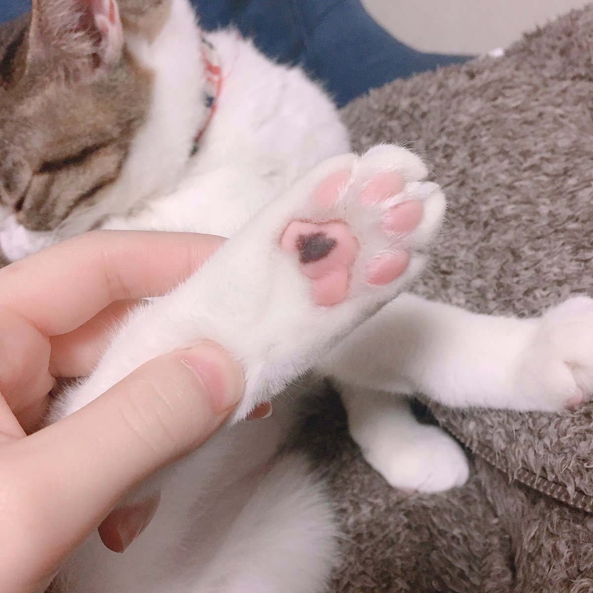 ミロ Fip経過観察中 後ろ足の肉球にホクロがあります チャームポイントの1つです 猫 ねこ キジ白 ねこ部 にゃんすたぐらむ にゃんこ 保護猫 にゃんだふるライフ ネコ ねこのいる生活 猫好きさんと繋がりたい Instacat Catstagram Fip ミロ Fip経過観察中 後ろ足の肉球にホクロがあります チャームポイントの1つです 猫 ねこ キジ白 ねこ部 にゃんすたぐらむ にゃんこ 保護猫 にゃんだふるライフ ネコ ねこのいる生活 猫好きさんと繋がりたい Instacat Catstagram Fip