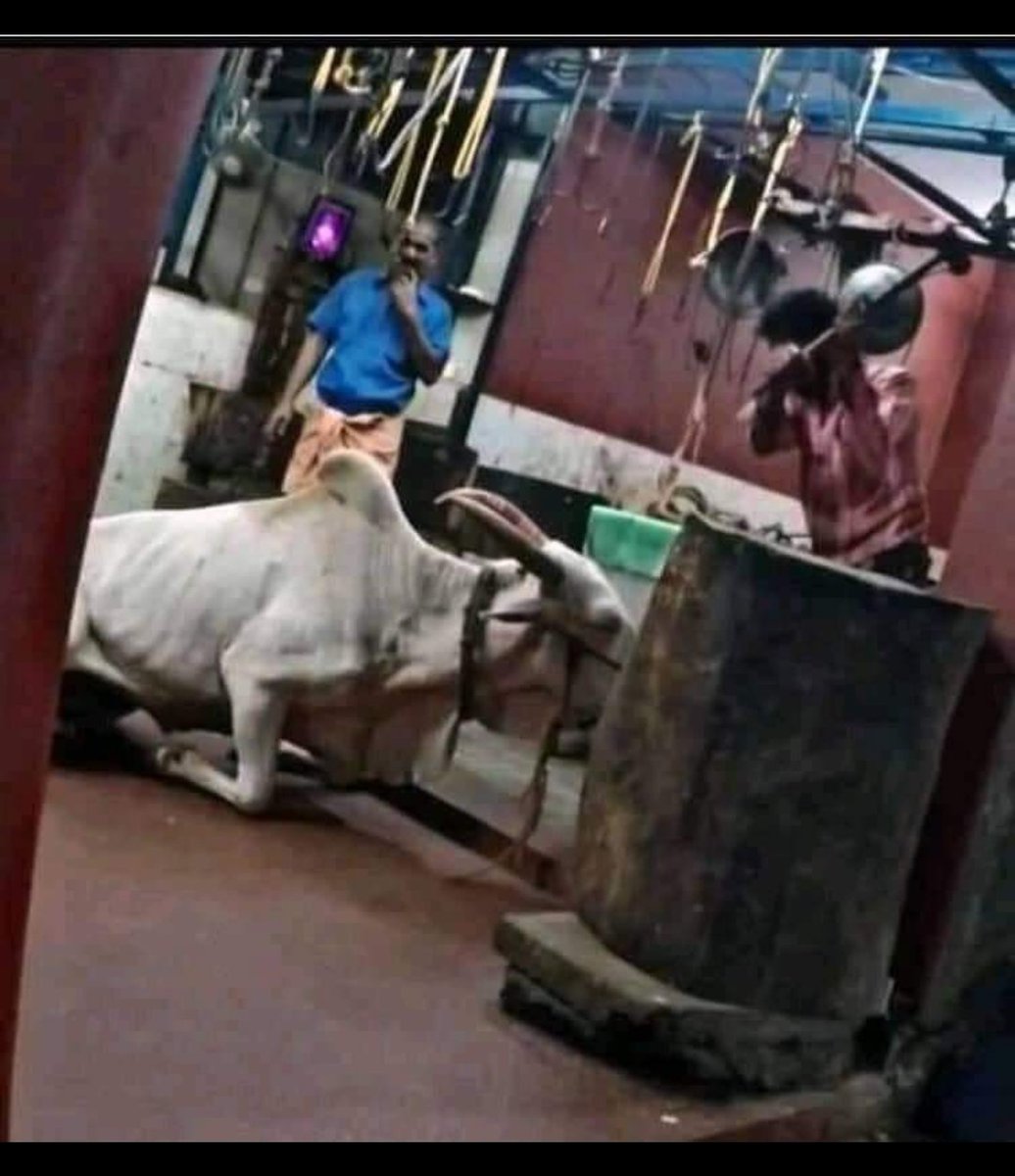 AhimsaRising's tweet photo. On her knees &amp; pleading for her life to be spared, as her butcher continues to hammer her head before slitting her throat 💔 This is how it all ends for dairy cows, bulls, male calves in #India that are considered useless by this evil industry. #DitchDairy #GoVegan #endspeciesism https://t.co/Fo6uSunVui