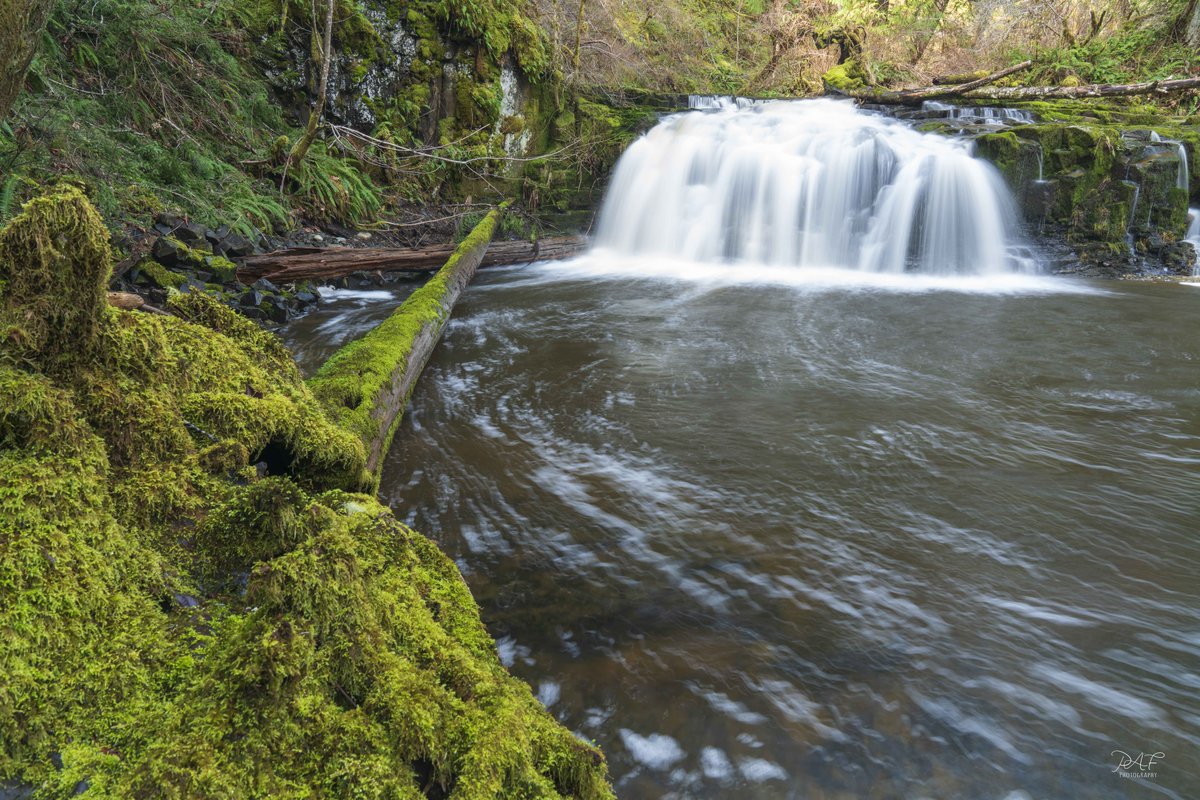 cdnfish's tweet photo. Yesterday it was a good adventure heading out to photograph waterfalls, and introducing a friend to some new spots #landscapephotography #explorevancouverisland #hellospringtime https://t.co/FN4umWf1BO