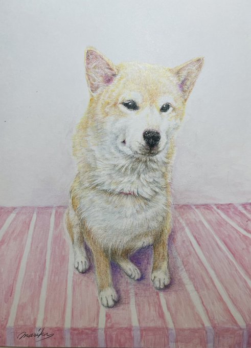 Twoucan 柴犬の絵 の注目ツイート イラスト マンガ コスプレ モデル Twoucan 柴犬の絵 の注目ツイート イラスト マンガ コスプレ モデル