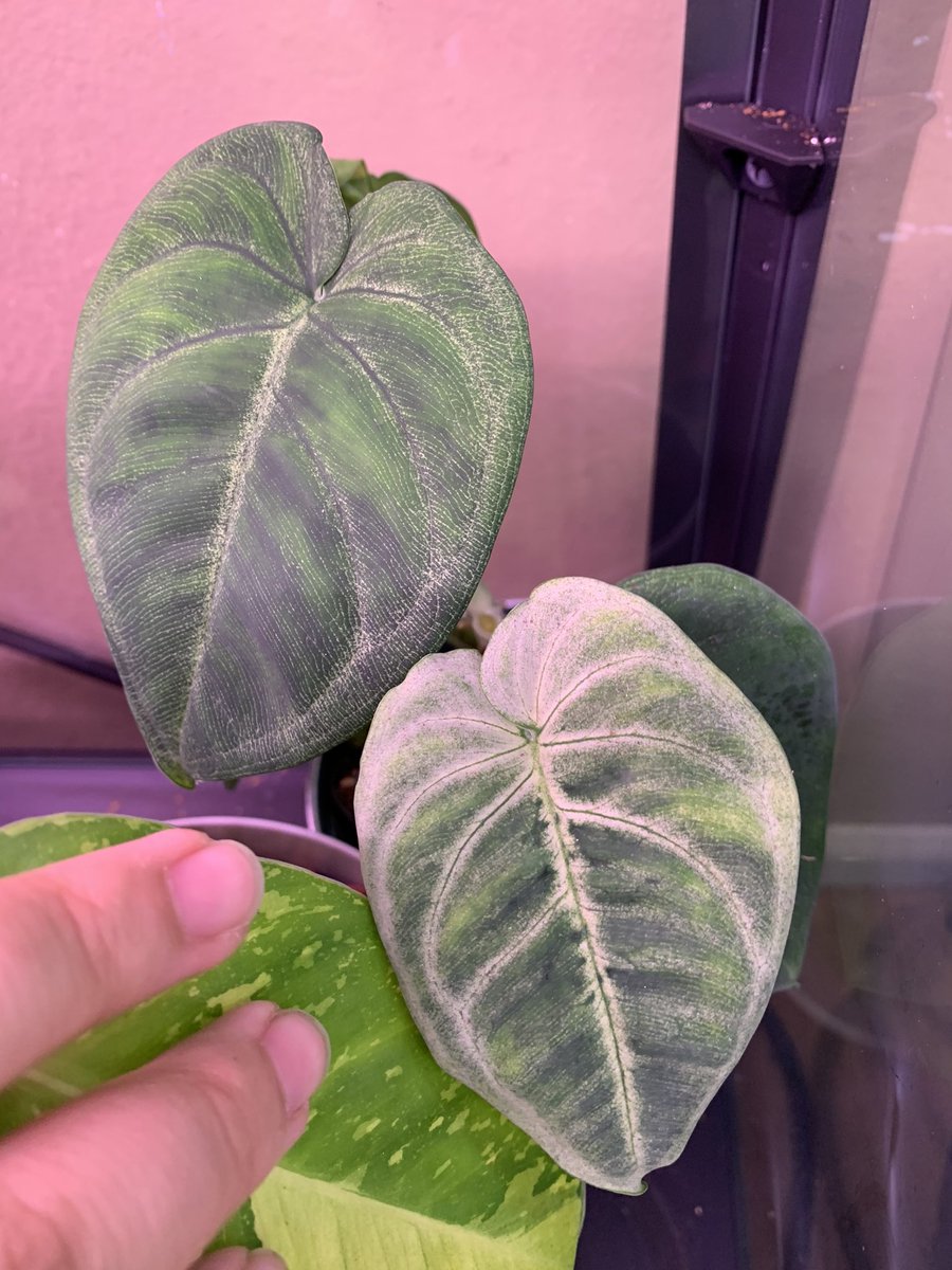 FaizeMonster's tweet photo. 🥶 frosty 🥶 Syngonium Frosted heart https://t.co/V6c3Dp3kM4