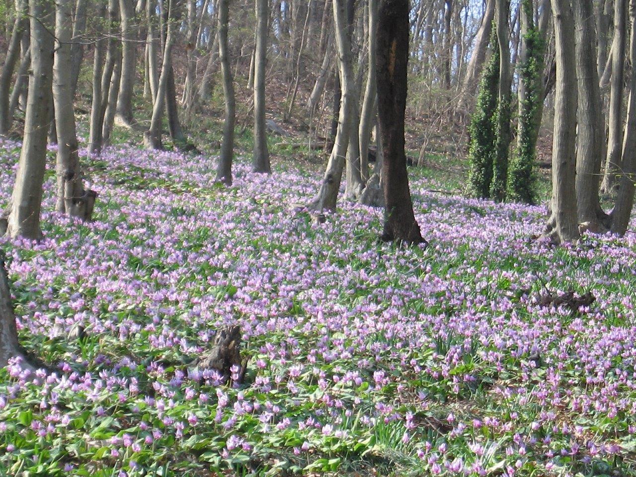 栃木県 みかも山公園のカタクリ 例年3月中旬 下旬にカタクリが見頃を迎えます カタクリの園 の群生は日本有数規模 山 の斜面一面が薄紫色に染まります 現在の開花状況は公園にお問合せください T Co Sxliewzmsl 栃木県 みかも山公園