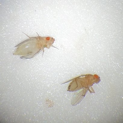 HelenJoanRushby's tweet photo. Difference between a virgin and a mated female fruit fly. Virgin (left): pale in colour, black spot in abdomen (meconium) and often bloated. Mated (right): more pigmented, no meconium #Drosophila #fruitfly #biology #science @MonashBiol #MonashUni #MirthLab https://t.co/oPgBl4wUkH