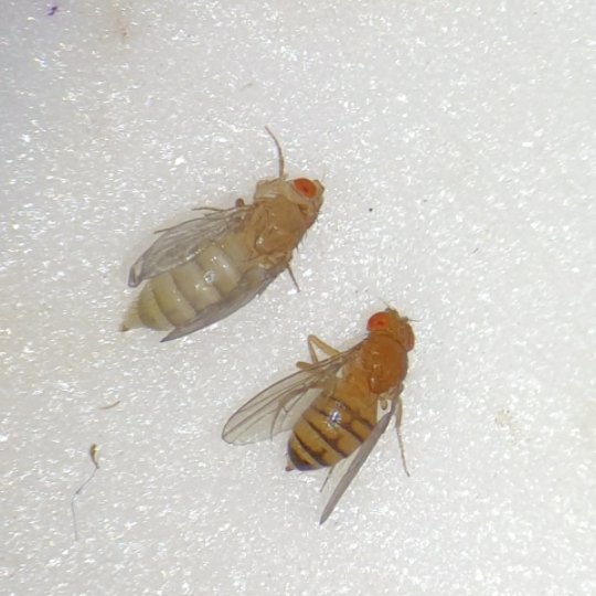 HelenJoanRushby's tweet photo. Difference between a virgin and a mated female fruit fly. Virgin (left): pale in colour, black spot in abdomen (meconium) and often bloated. Mated (right): more pigmented, no meconium #Drosophila #fruitfly #biology #science @MonashBiol #MonashUni #MirthLab https://t.co/oPgBl4wUkH