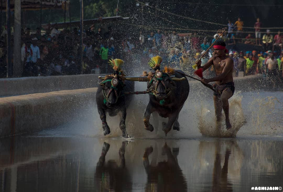 NakedEyeImagine's tweet photo. Kambala -2021. It's an annual buffalo race held in the Coastal districts like Dakshina Kannada and Udupi also known as Tulunadu.
PC : @mask_muniyappa
#Kambala 
#mangaluru 
#Kambala2021 https://t.co/BYDs3wRObp