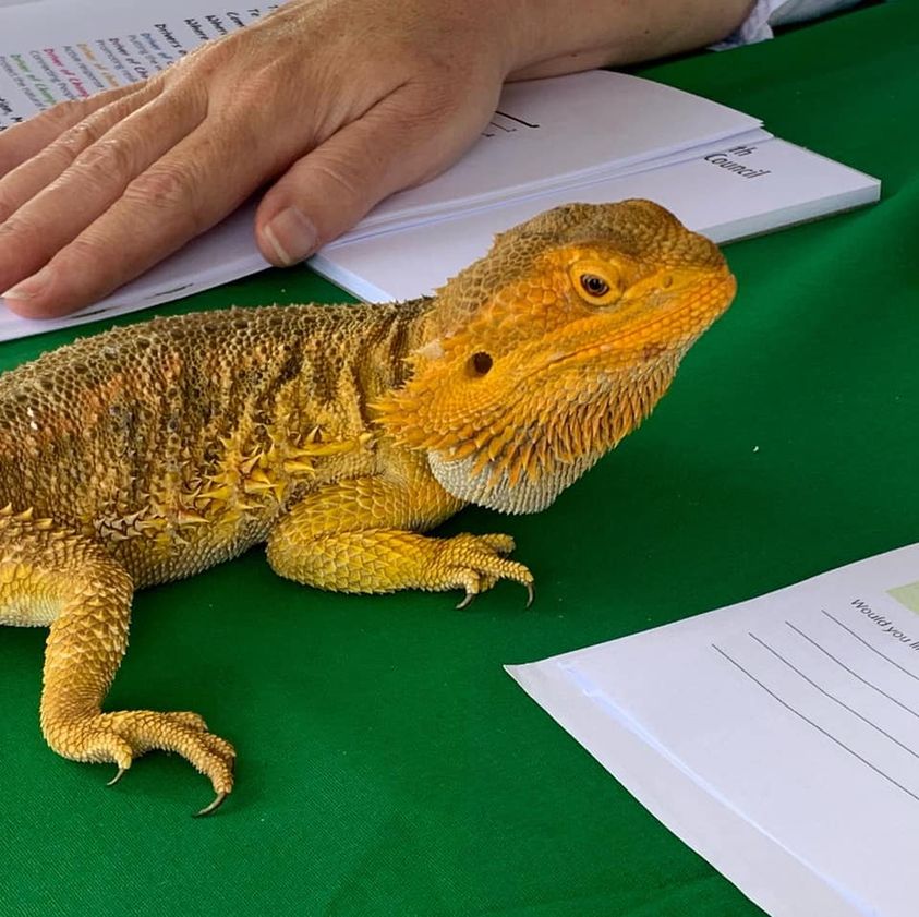 FarNorthDC's tweet photo. Star guest at our community engagement hub in Kerikeri today. Utterly stole the limelight. We're at Ngāti Rēhia's new space in central Kerikeri all week talking planning, rates, representation and more. Come visit. https://t.co/y9kfj1UIW9 https://t.co/fkceQJswrM